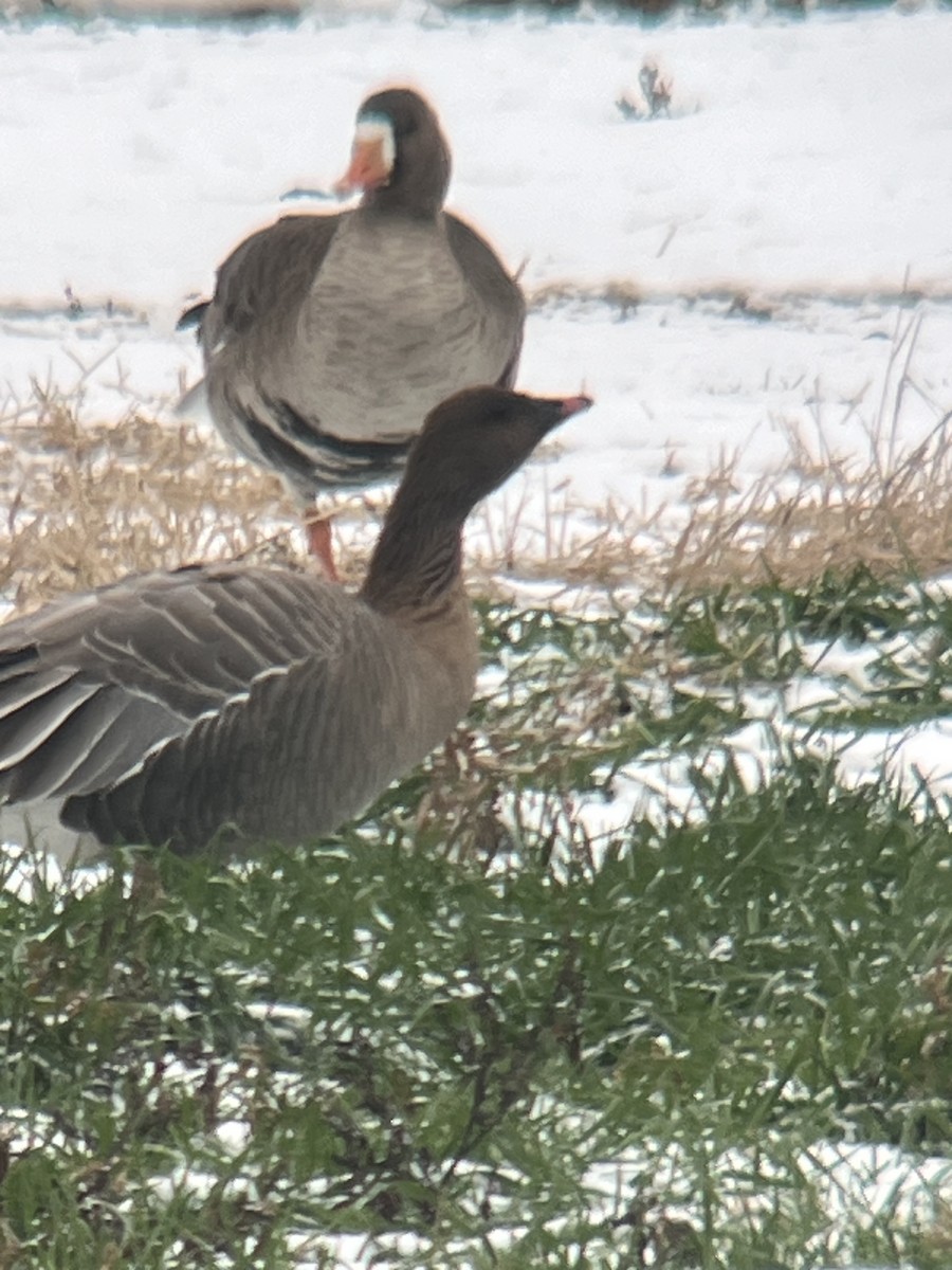 Pink-footed Goose - ML646454378