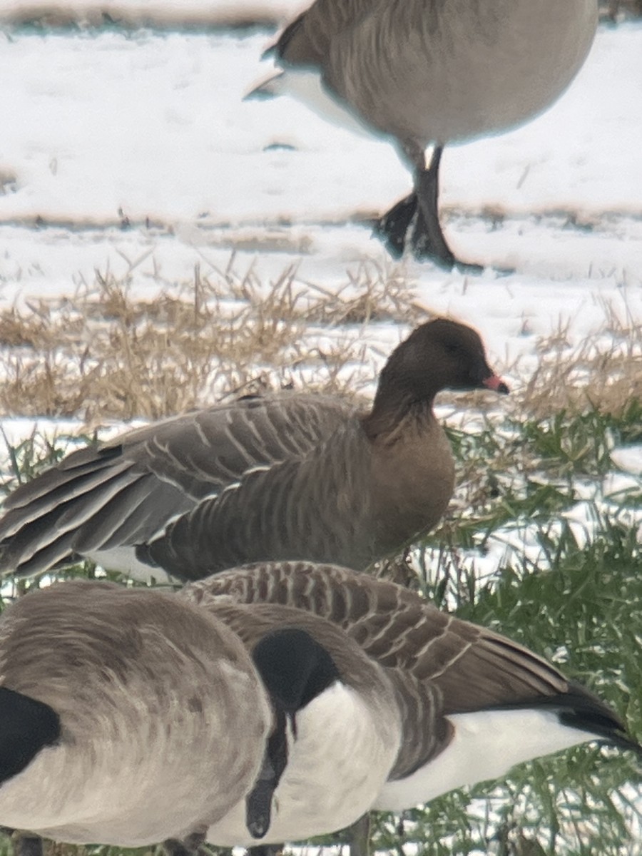 Pink-footed Goose - ML646454379