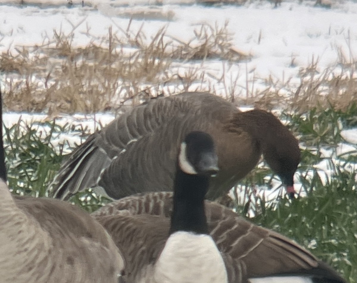 Pink-footed Goose - ML646454380