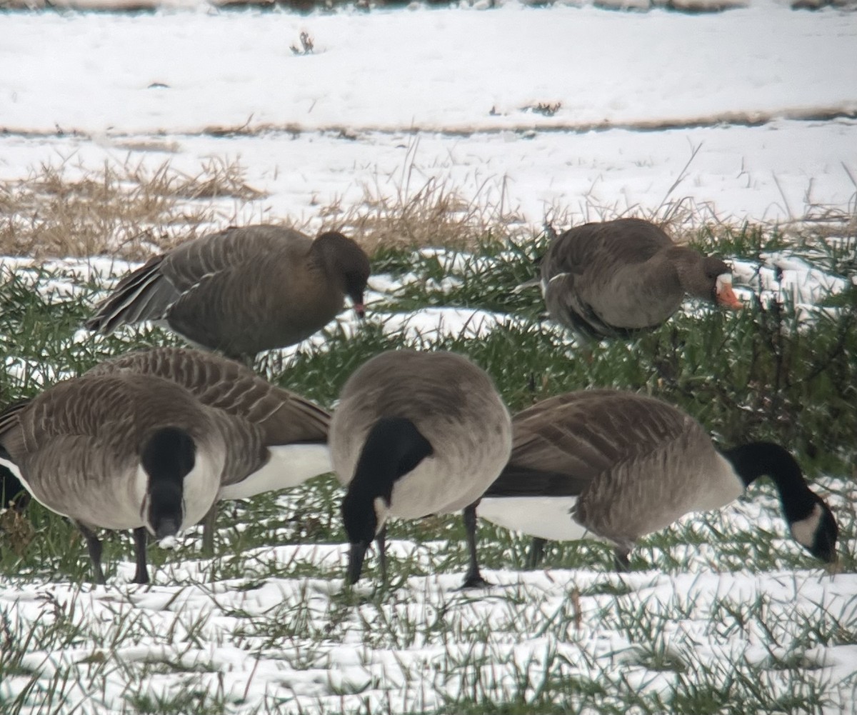 Pink-footed Goose - ML646454381