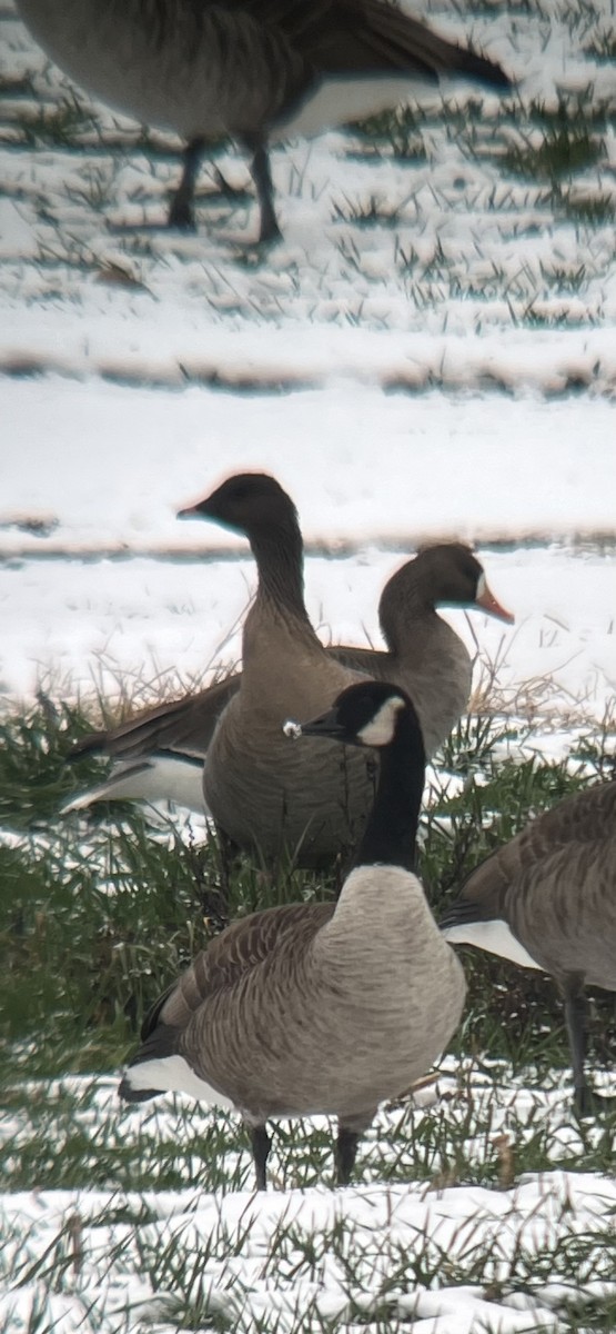 Pink-footed Goose - ML646454382