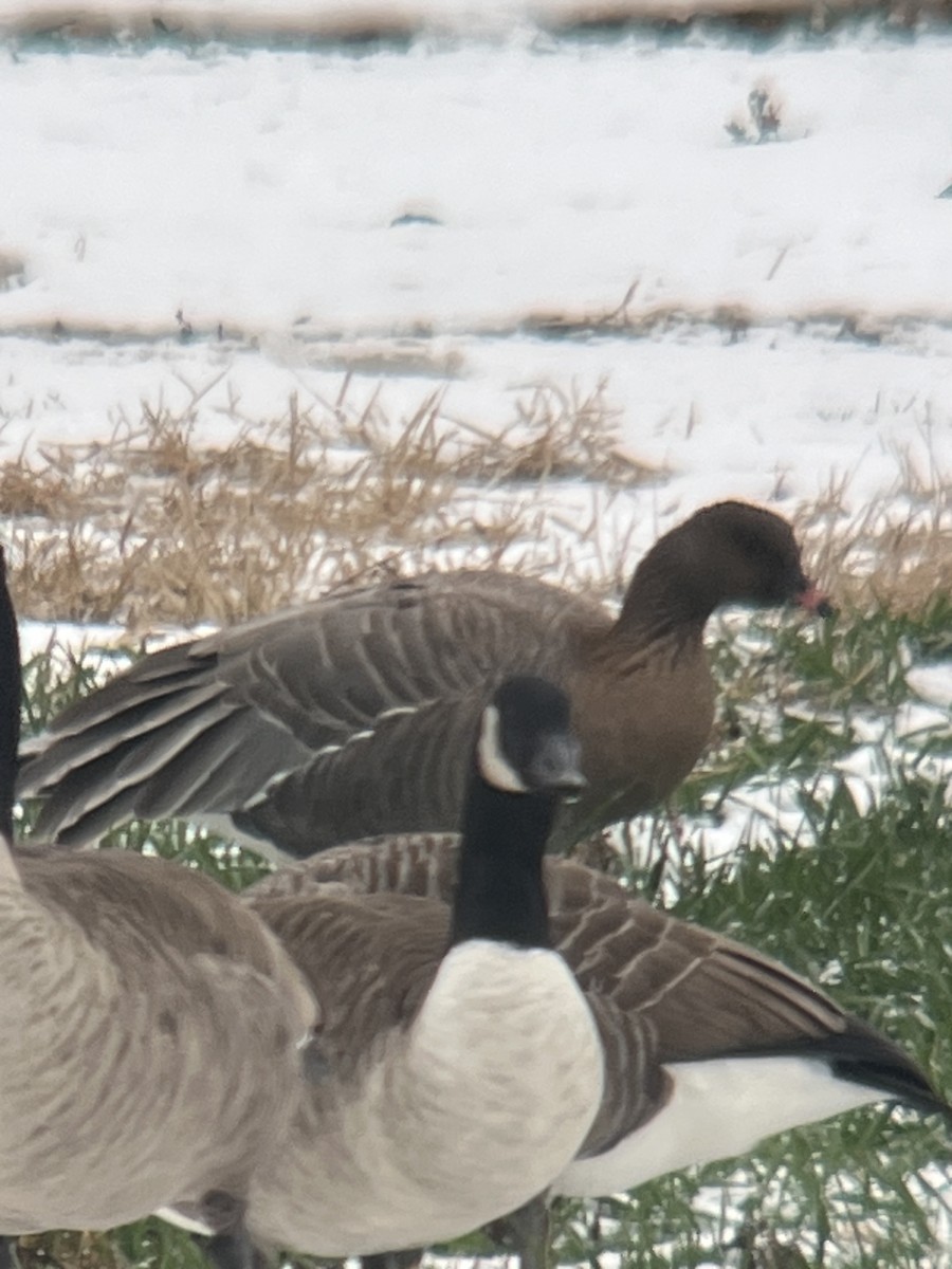 Pink-footed Goose - ML646454383