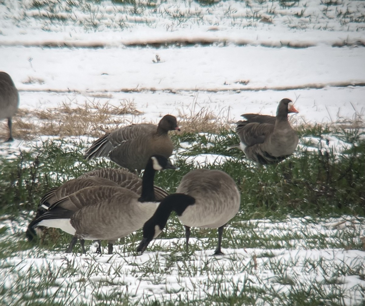 Pink-footed Goose - ML646454384