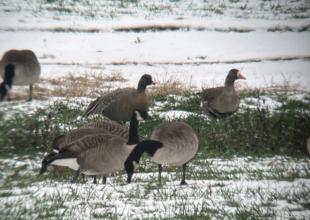 Pink-footed Goose - ML646454385