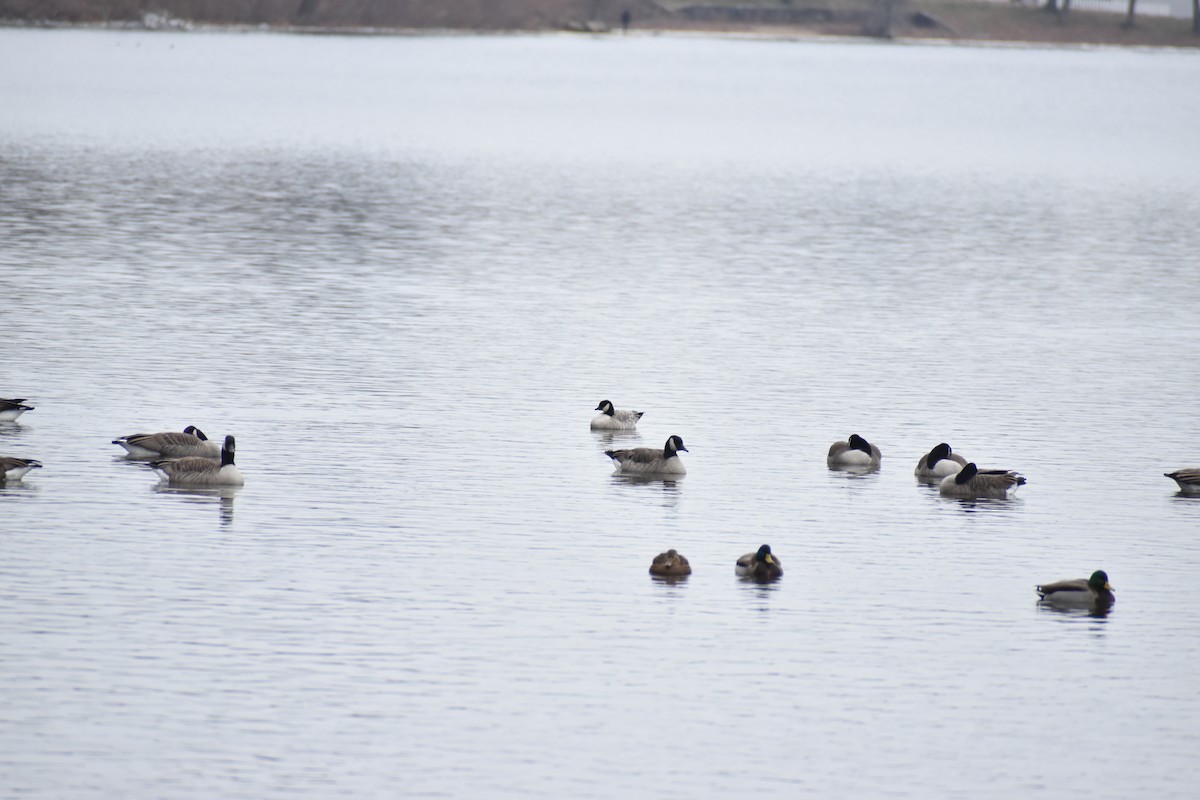 Cackling Goose - ML646454386