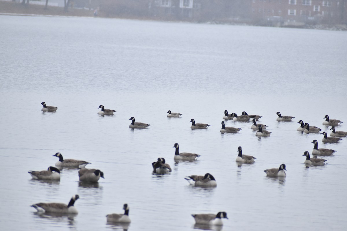 Cackling Goose - ML646454387