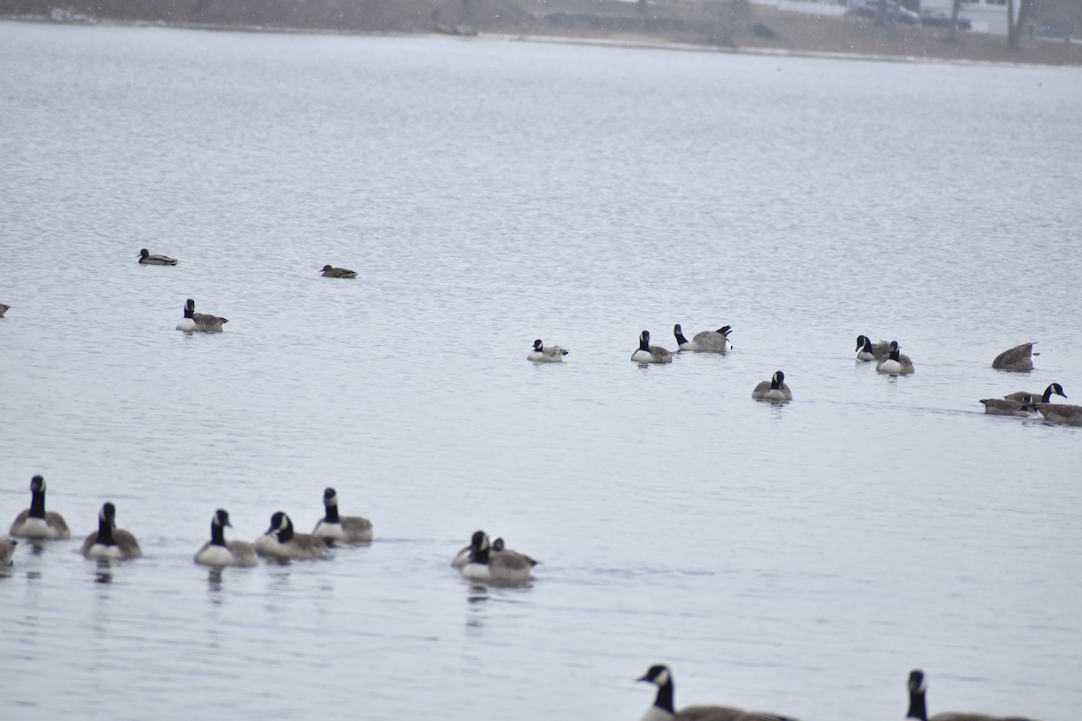 Cackling Goose - ML646454388