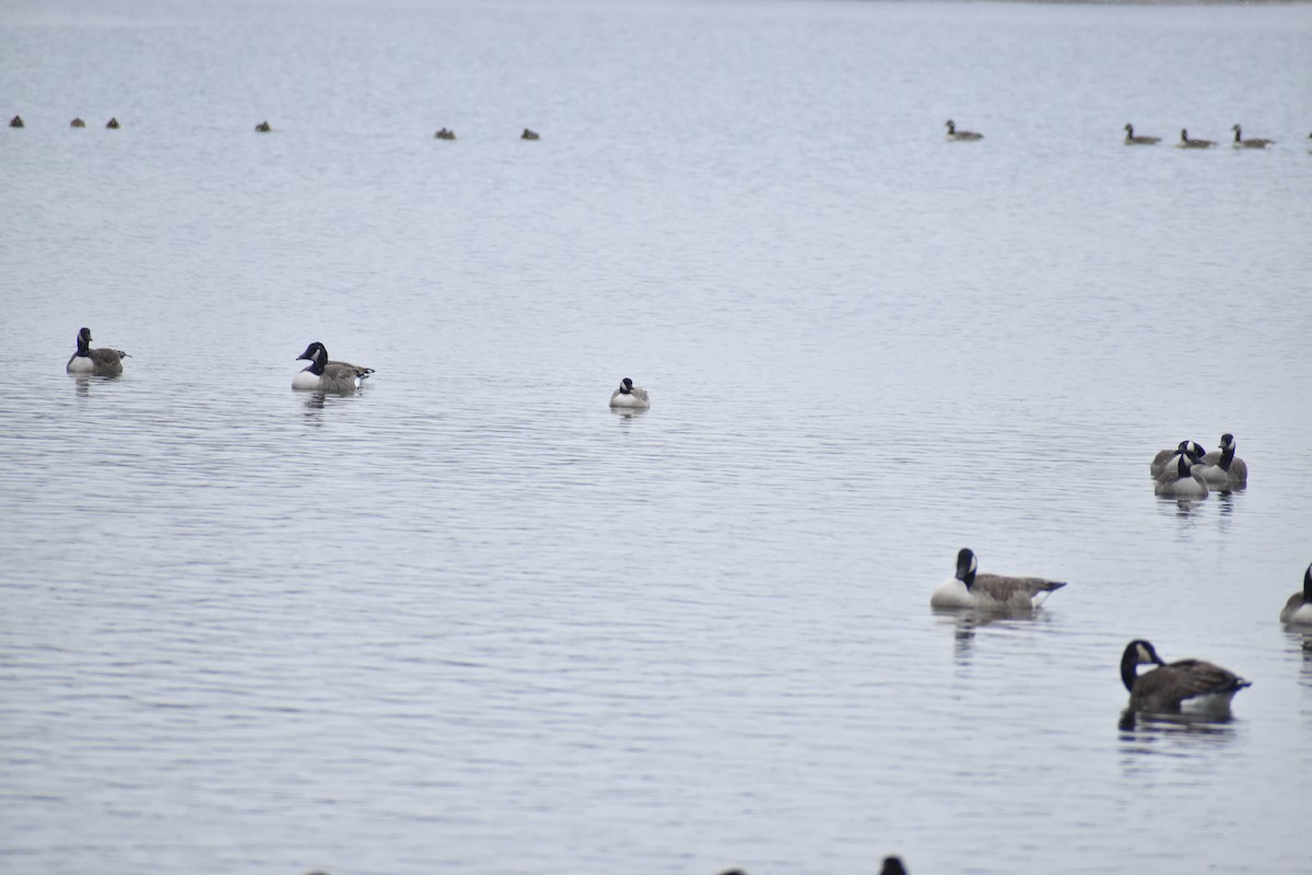 Cackling Goose - ML646454389