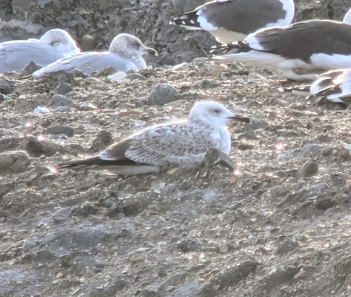 racek bělohlavý - ML646454390