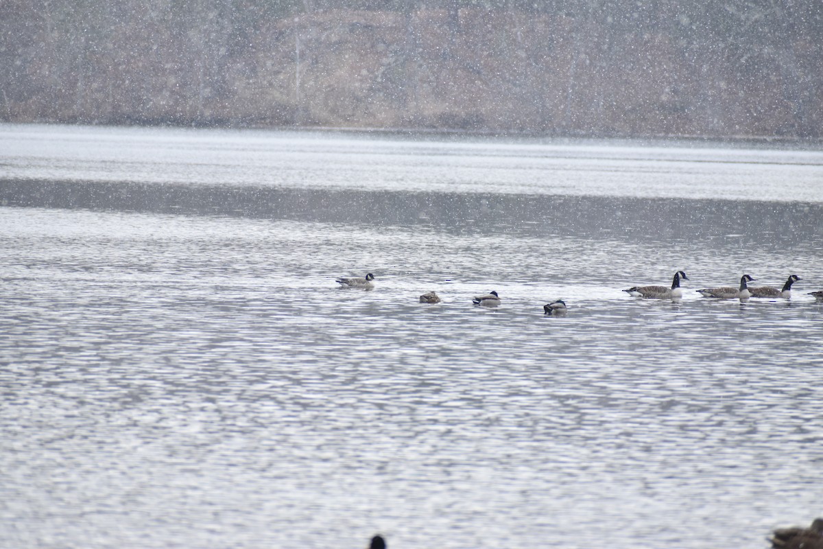 Cackling Goose - ML646454393