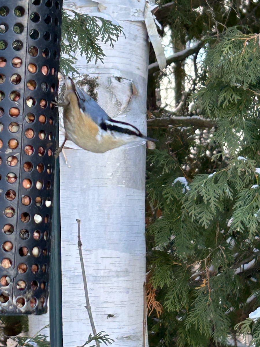 Red-breasted Nuthatch - ML646454396