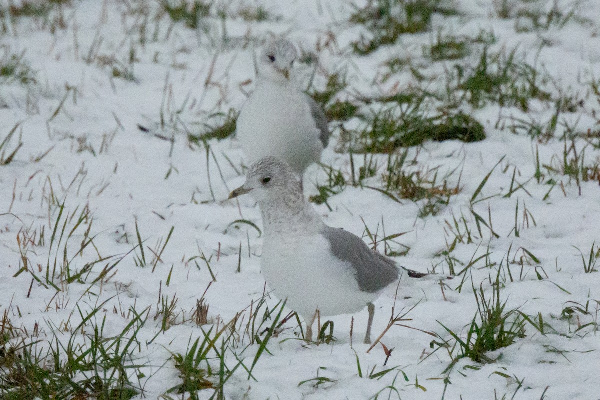 Common Gull - ML646454398