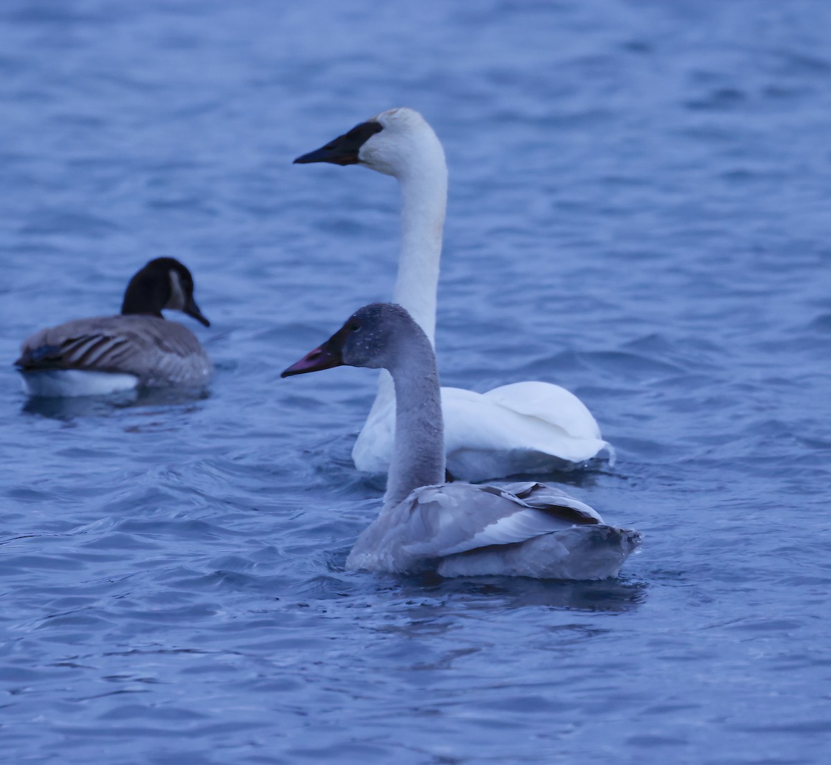 Trumpeter Swan - ML646454400
