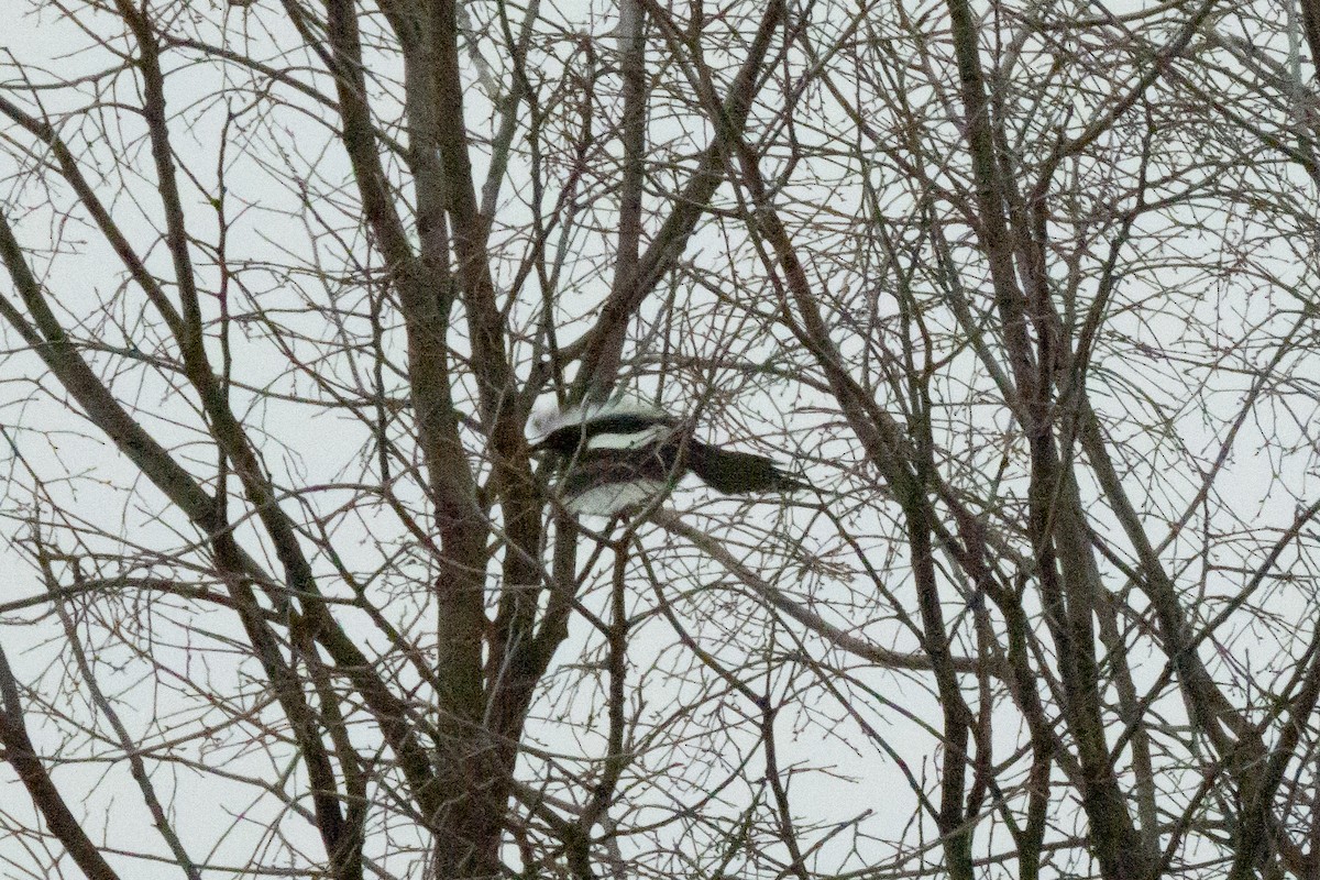 Eurasian Magpie - ML646454401