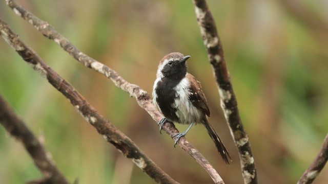 Sincora Antwren - ML646454404