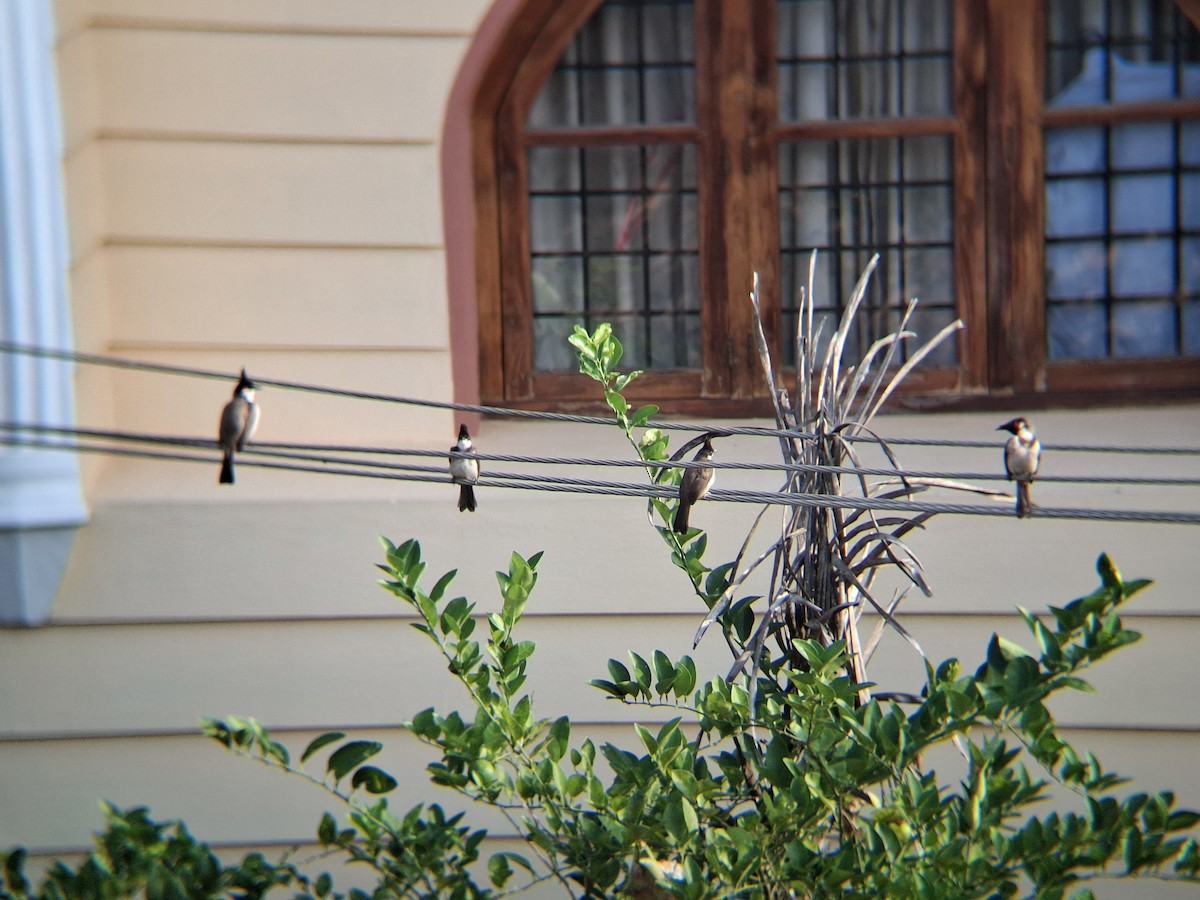 Red-whiskered Bulbul - ML646454406