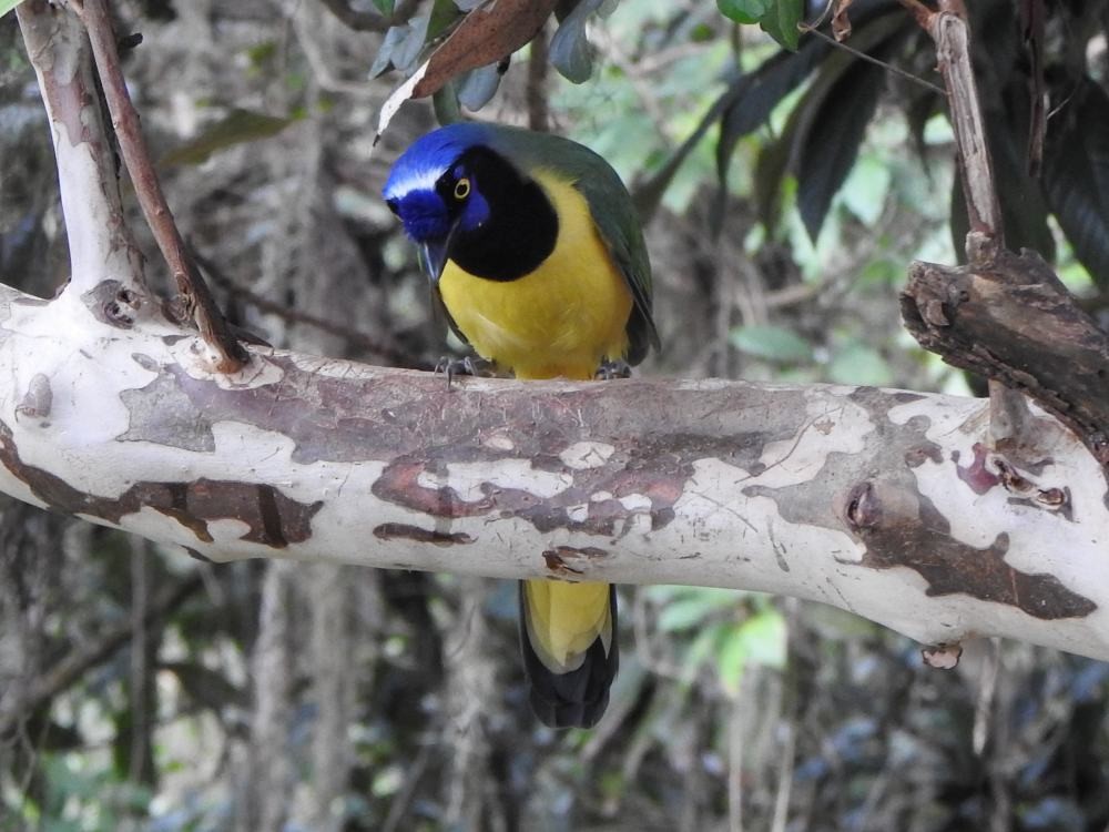 Green Jay - ML646454407