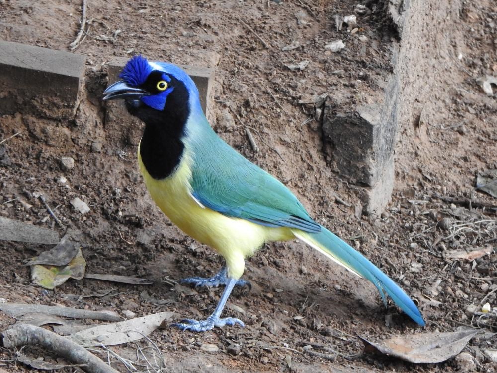 Green Jay - ML646454408