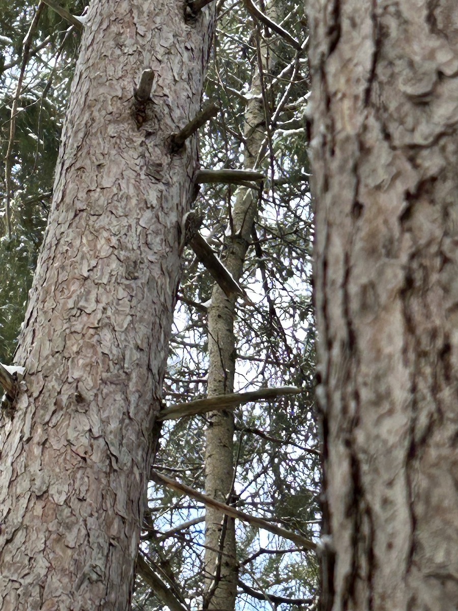 Brown Creeper - ML646454409