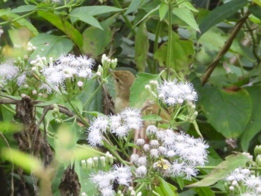 Blyth's Reed Warbler - ML646454410