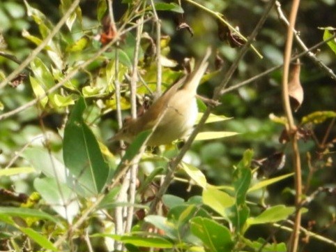 Blyth's Reed Warbler - ML646454411