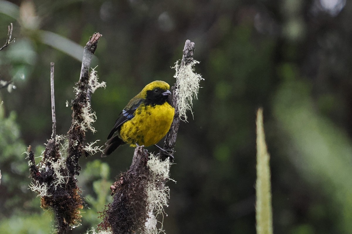 Masked Mountain Tanager - ML646454412