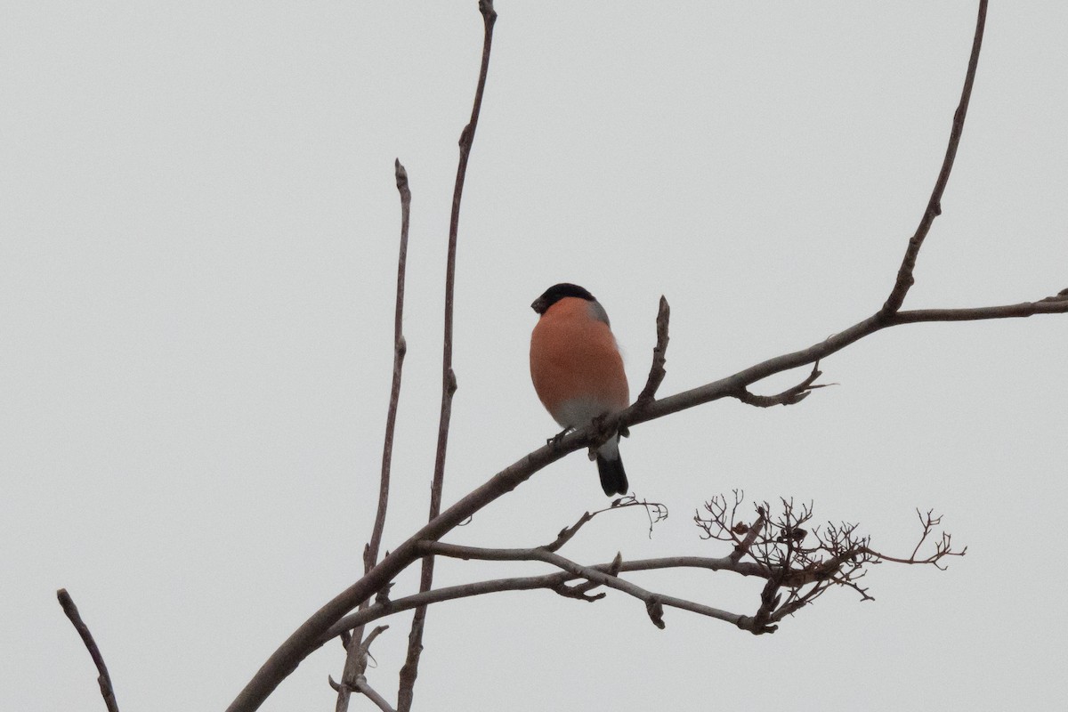 Eurasian Bullfinch - ML646454413