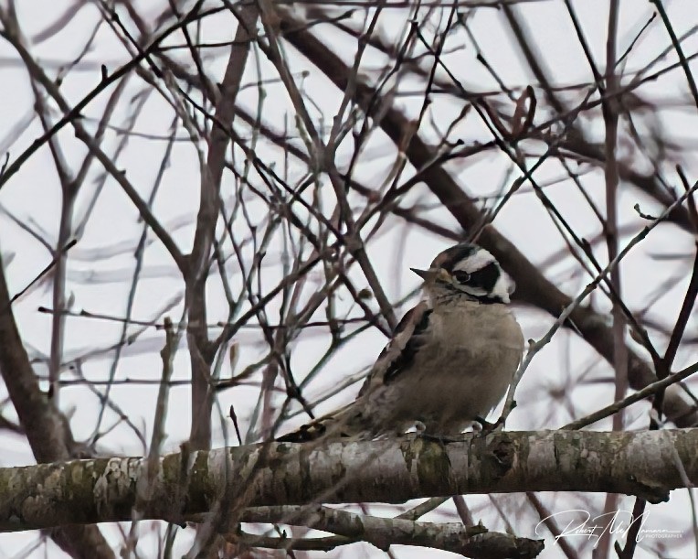 Downy Woodpecker - ML646454414