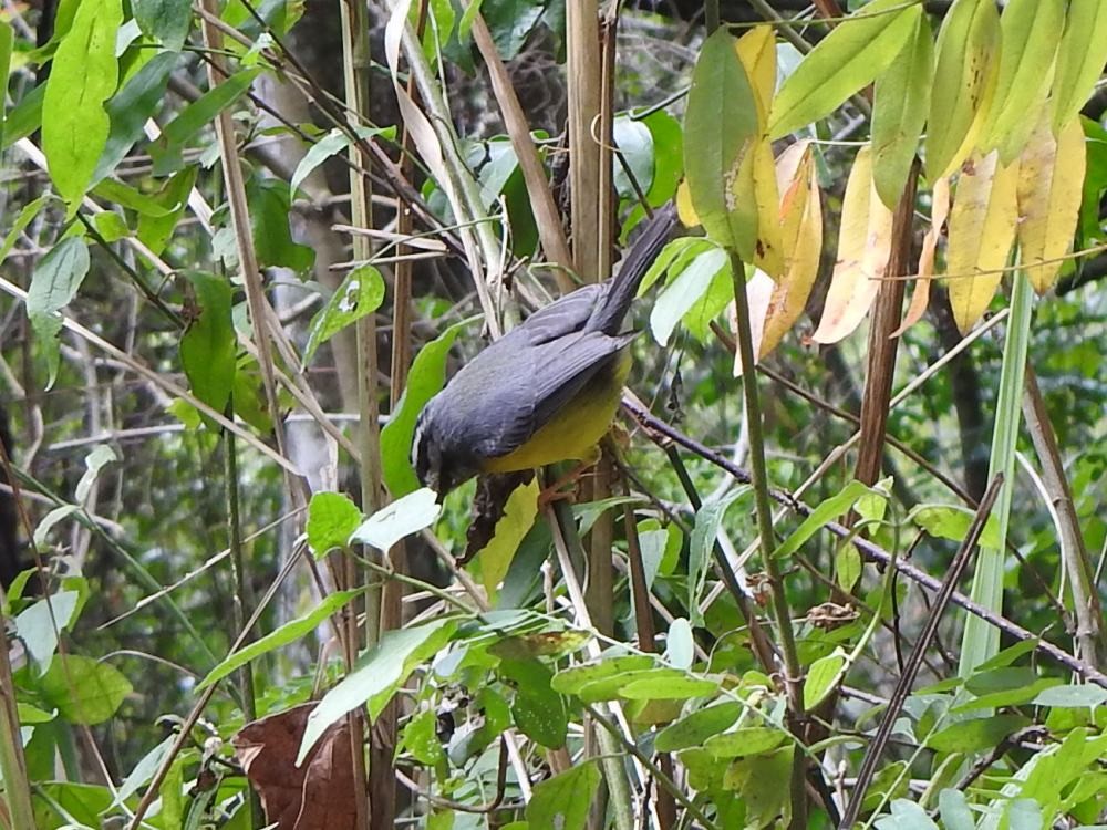 Golden-crowned Warbler - ML646454415