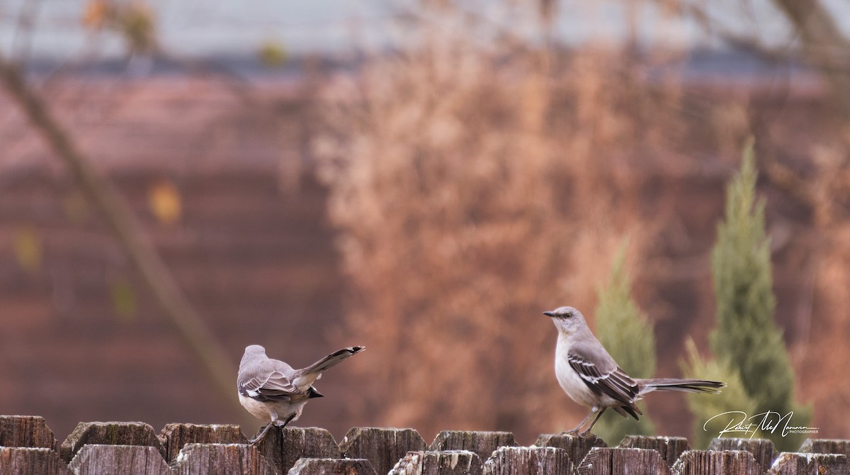 Northern Mockingbird - ML646454418