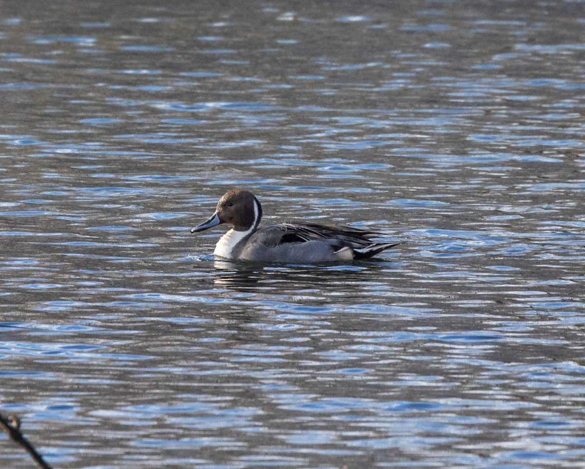 Northern Pintail - ML646454419