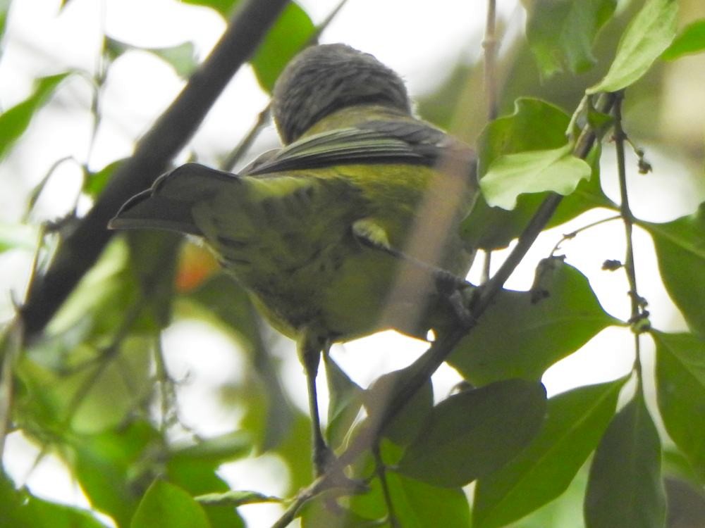 Black-headed Tanager - ML646454420