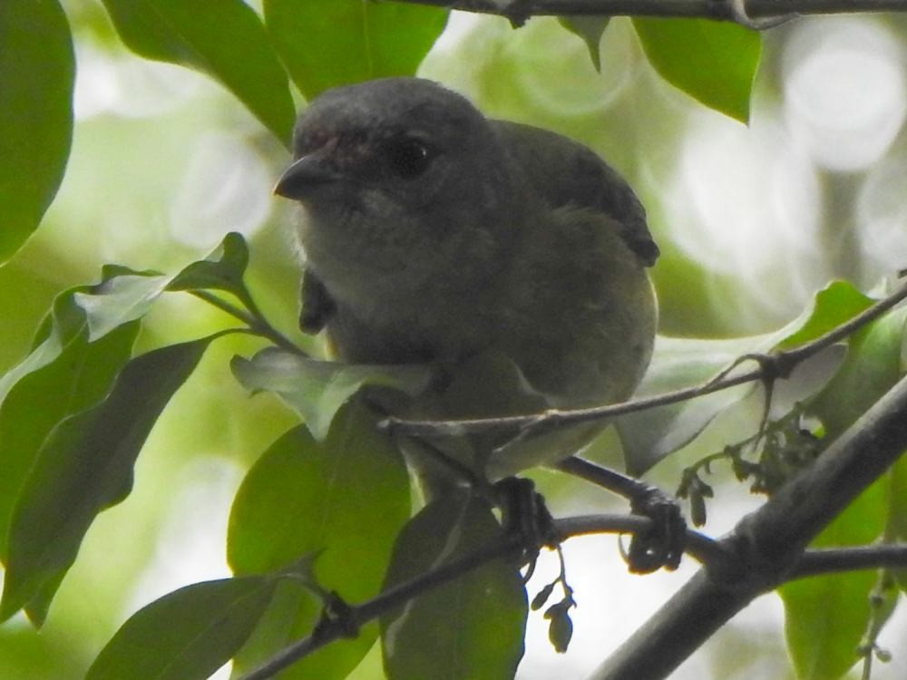 Black-headed Tanager - ML646454421