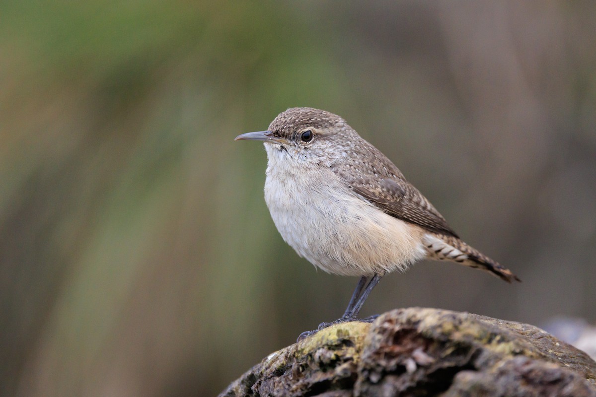 Rock Wren - ML646454423