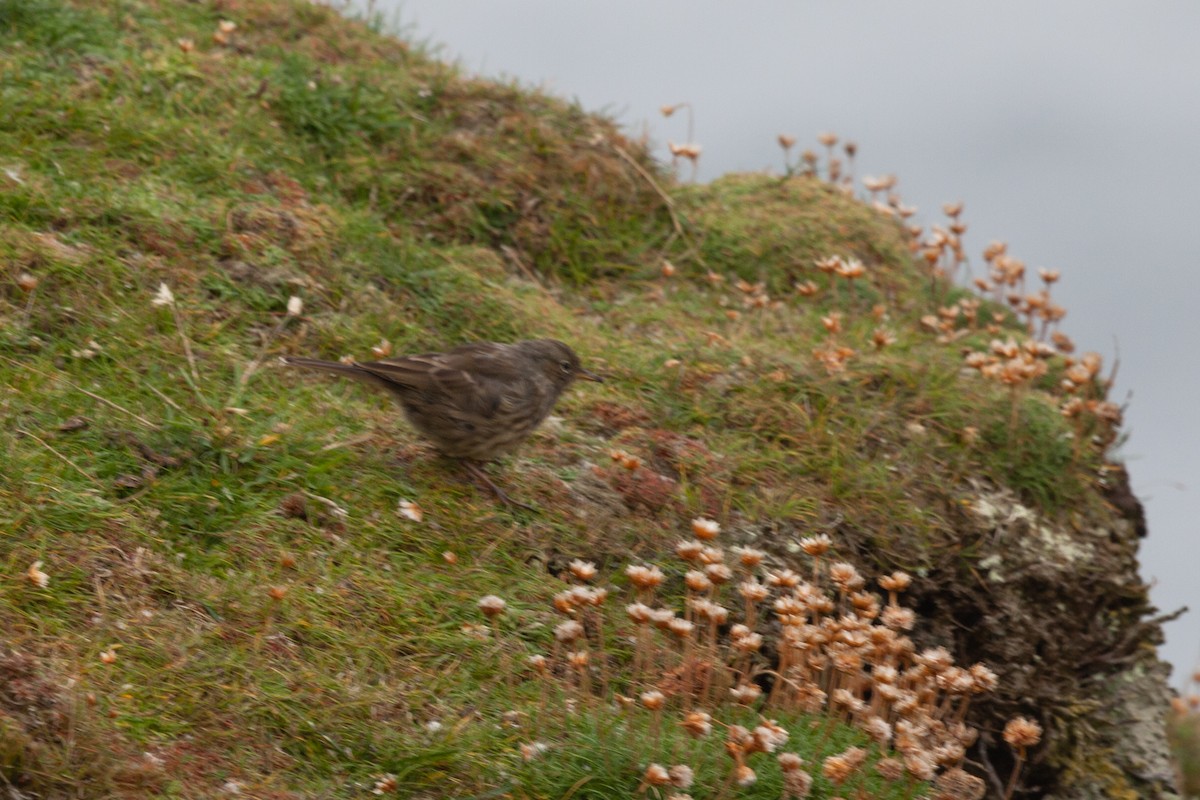 Rock Pipit - ML646454425