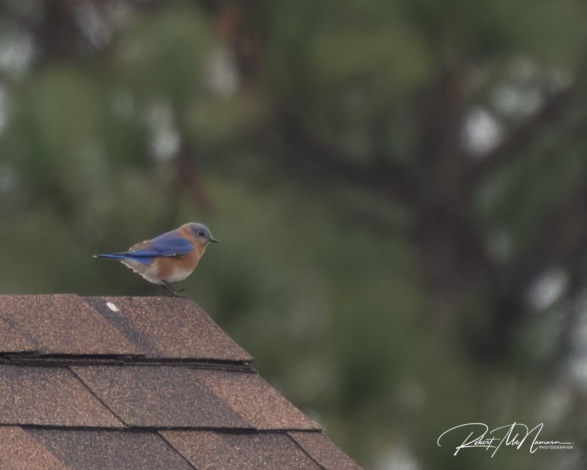 Eastern Bluebird - ML646454426