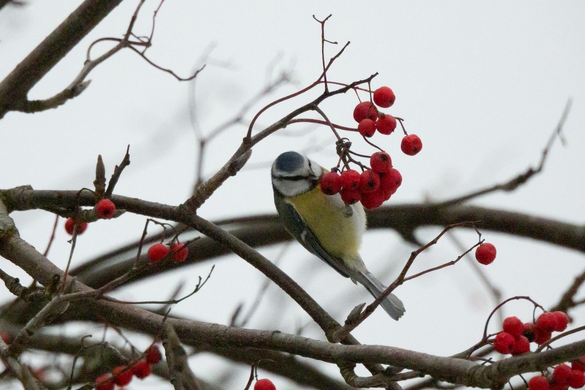 Eurasian Blue Tit - ML646454427
