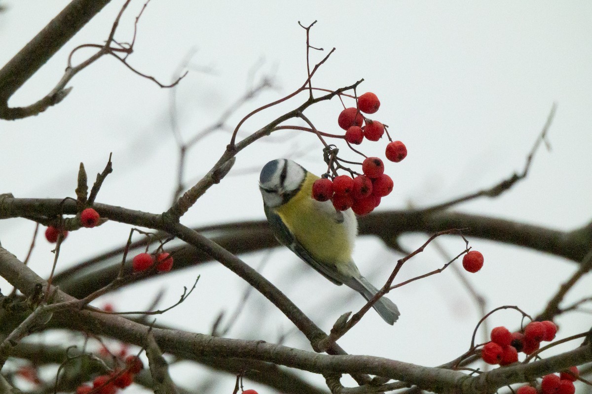 Eurasian Blue Tit - ML646454428