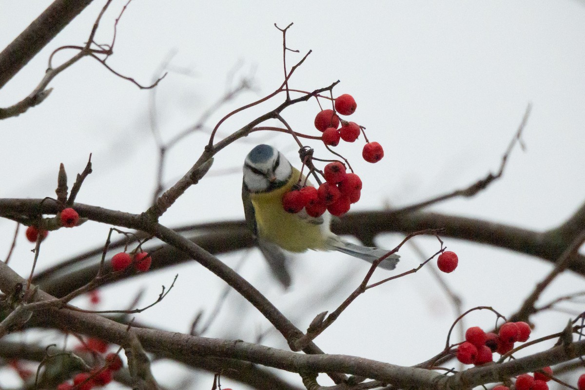 Eurasian Blue Tit - ML646454429