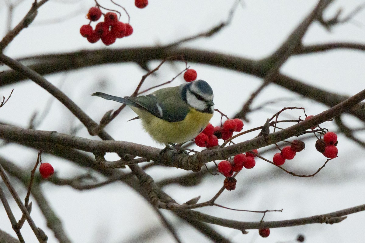 Eurasian Blue Tit - ML646454430