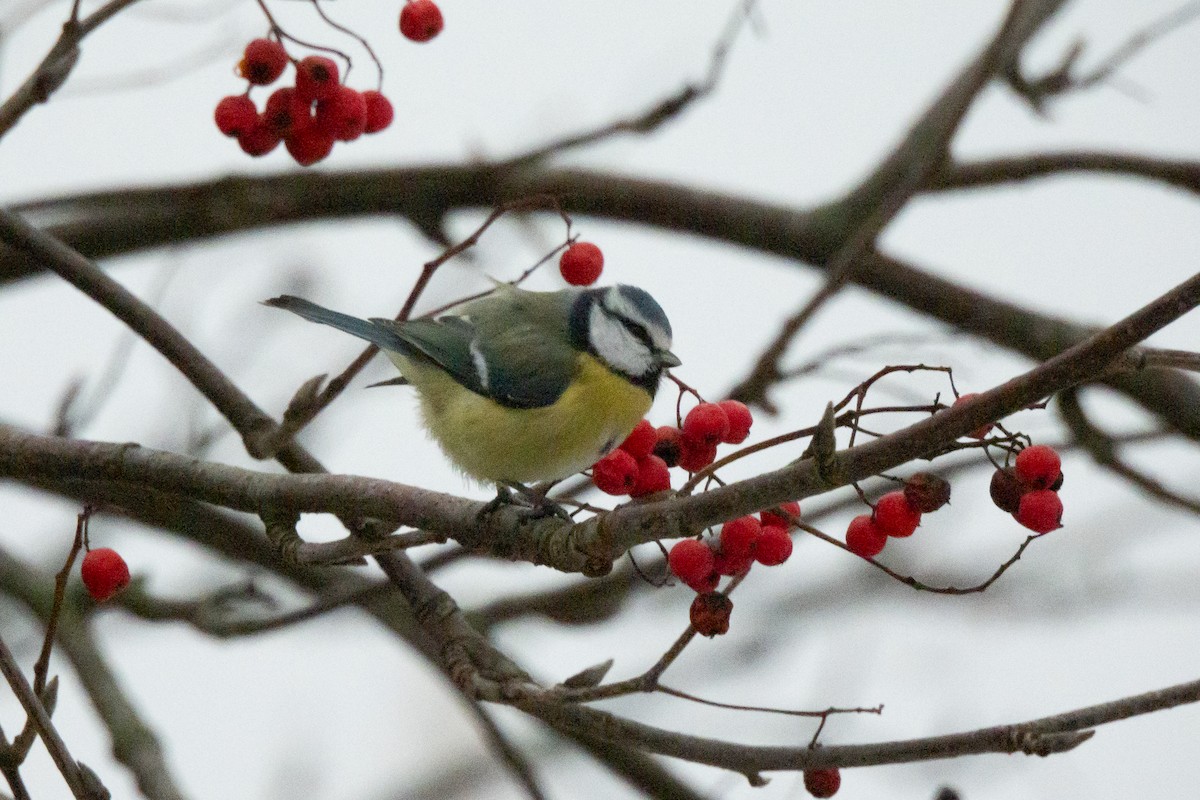 Eurasian Blue Tit - ML646454431
