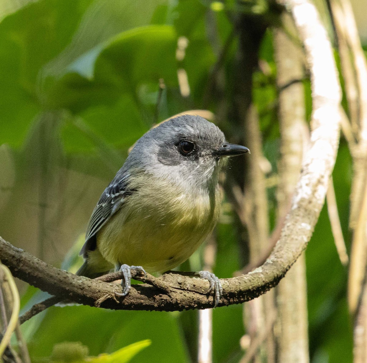 Plain Antvireo - ML646454432