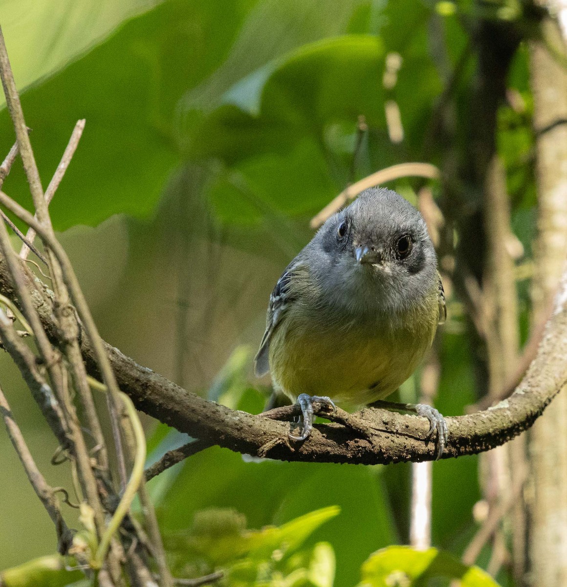 Plain Antvireo - ML646454433