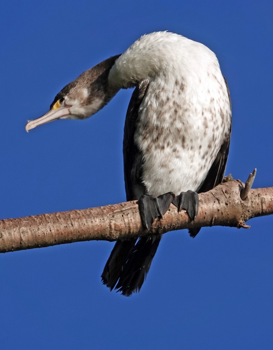 australskarv - ML646454436