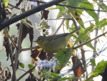Tickell's Leaf Warbler - ML646454437