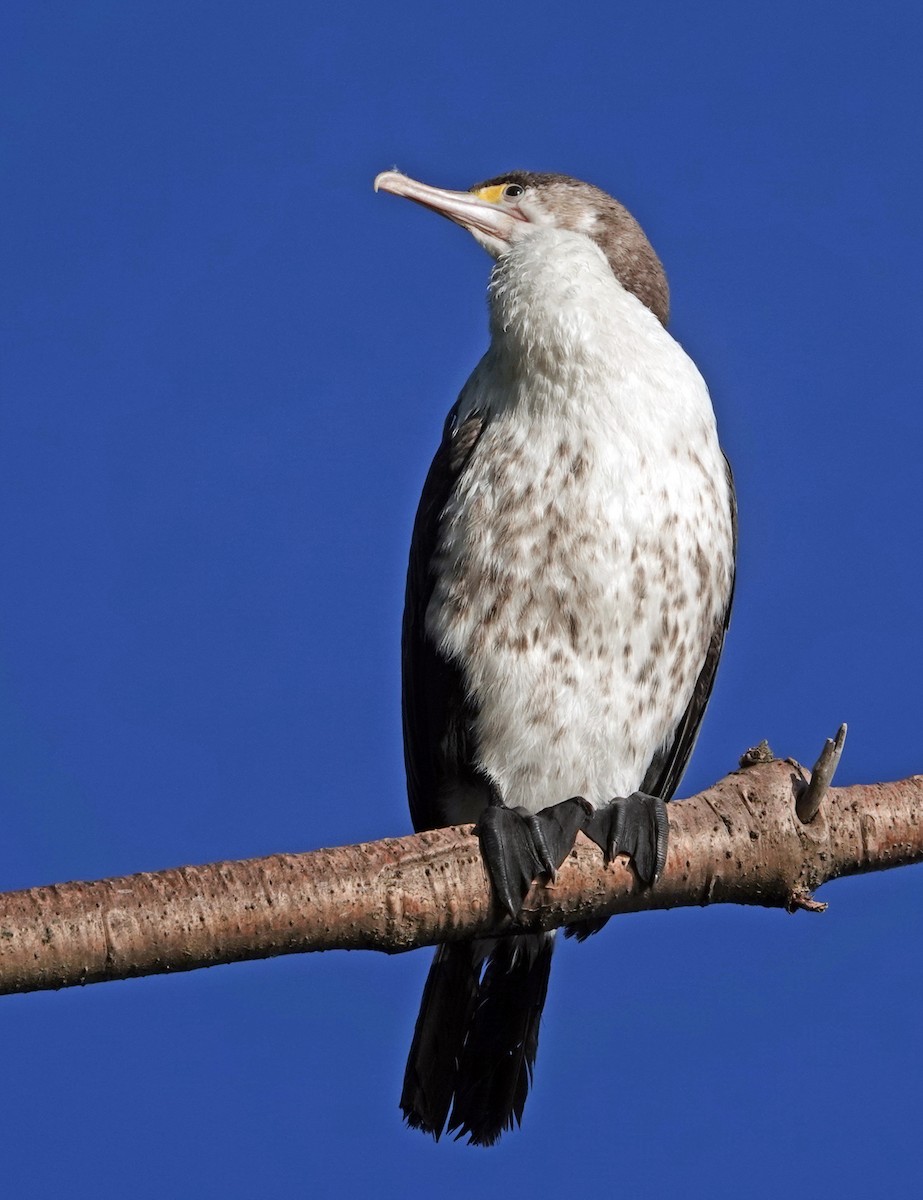 australskarv - ML646454439