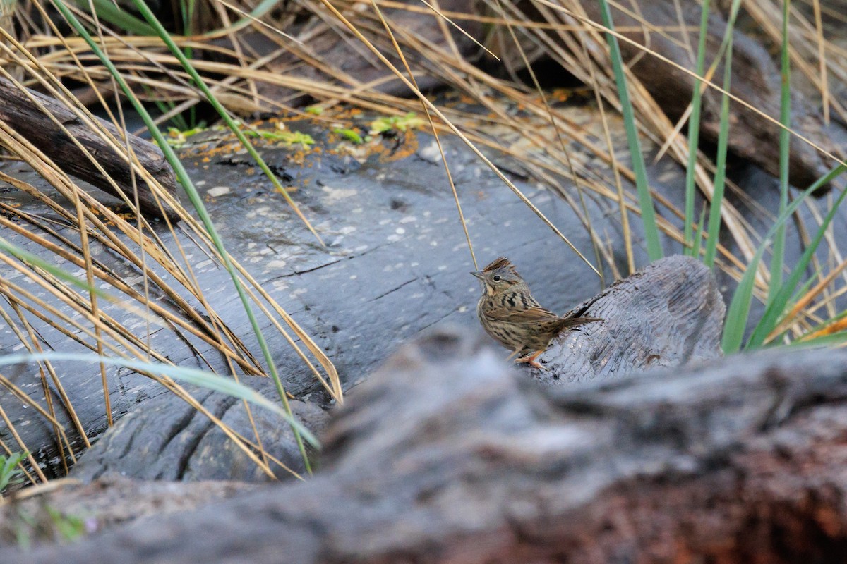 Lincoln's Sparrow - ML646454441