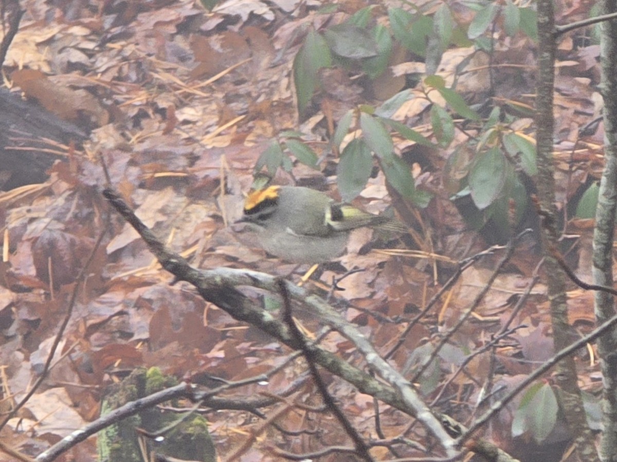 Golden-crowned Kinglet - ML646454442