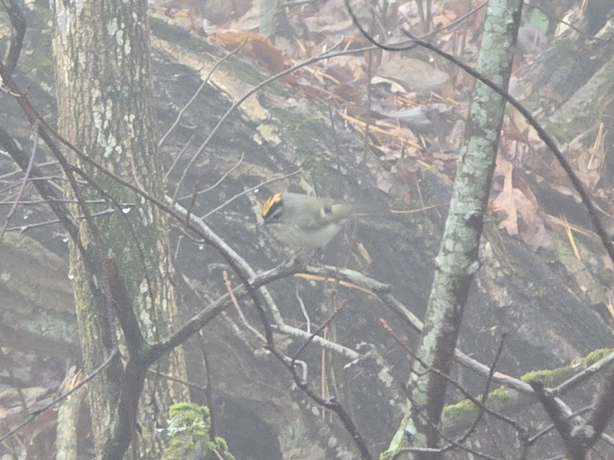 Golden-crowned Kinglet - ML646454443