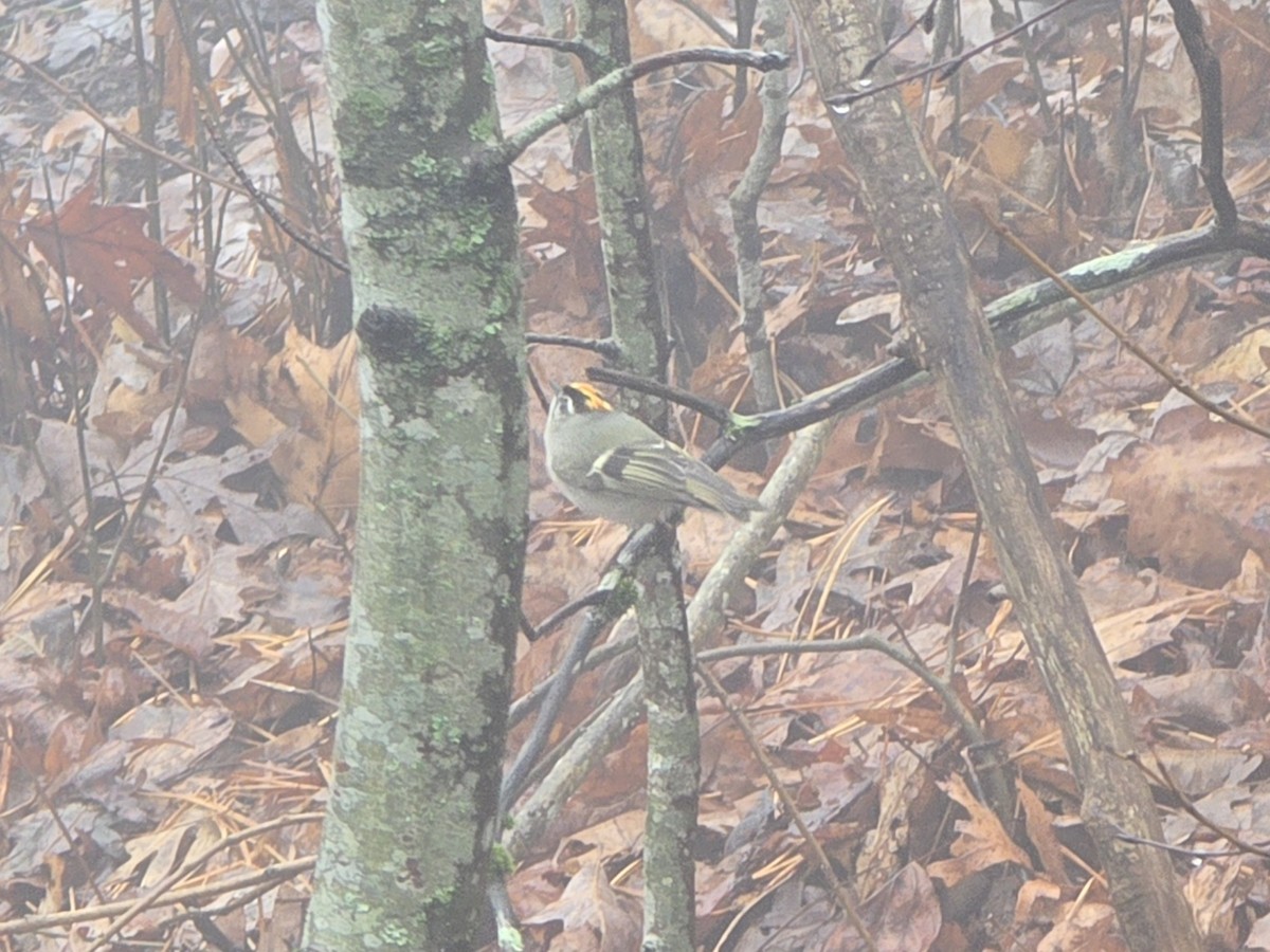 Golden-crowned Kinglet - ML646454444